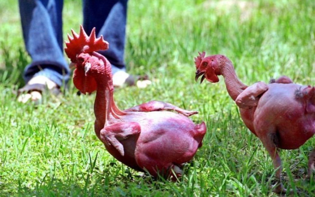 Голі червоношкірі курчата, які чудово пристосовані до життя у теплому кліматі та швидко ростуть, з&rsquo;явились в результаті схрещування породи "голих" курчат та звичайного бройлера. / © Avaxnews