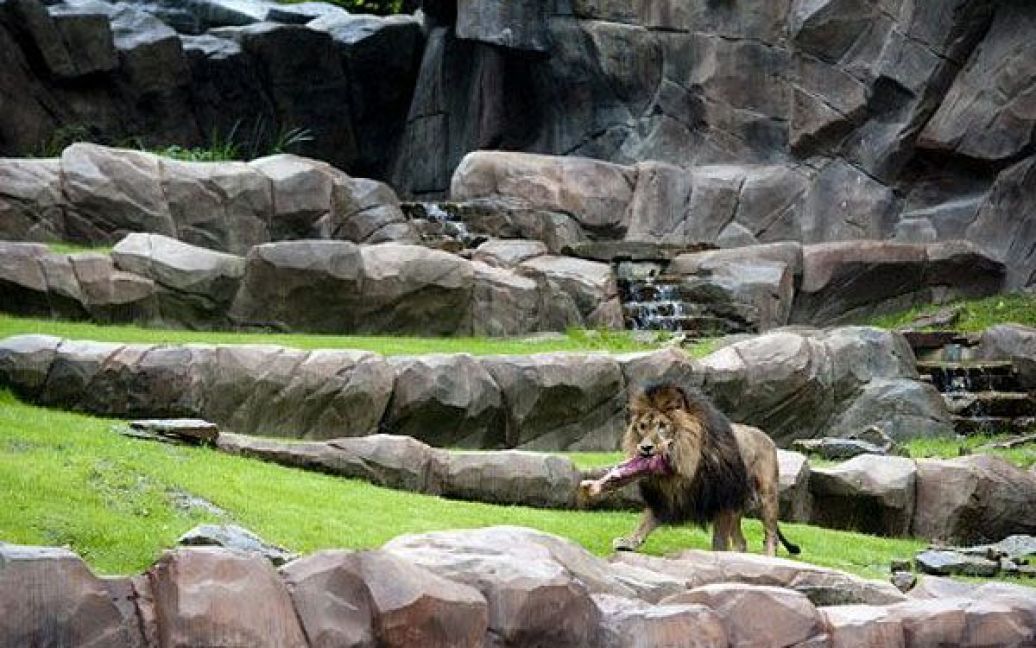 Бельгія, Антверпен. Лев несе шматок свіжого м&#039;яса під час відкриття нового вольєру для левів у зоопарку Антверпена. / © AFP