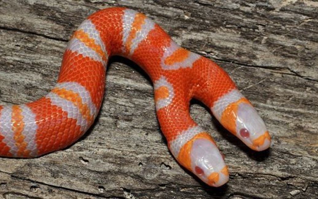 В одному з дендраріумов Флориди (США) народилася рідкісна двоголова змія-альбінос / © AFP