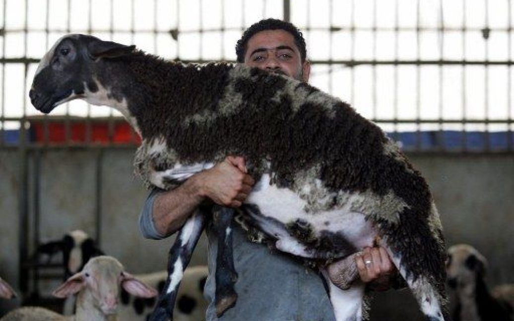 Дженін. Палестинець несе вівцю на забій напередодні святкування мусульманського свята Ід аль-Адха, або свята жертвопринесення. / © AFP