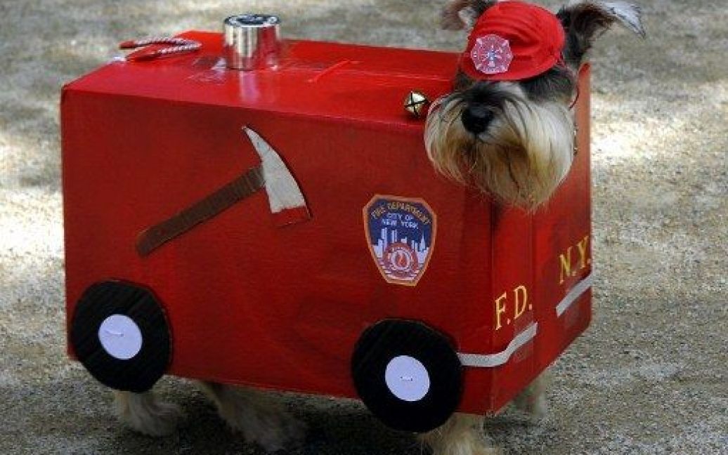 США, Нью-Йорк. Собака, одягнена у костюм нью-йоркського міського пожежного автомобіля, бере участь в 21-му щорічному собачому параді, присвяченому святу Хелловін, який провели у Томпкінс-сквері в Нью-Йорку. / © AFP