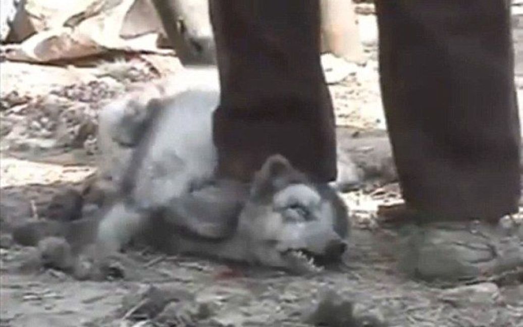 Тисячі єнотоподібних собак стали жертвами моди, адже для виробництва дешевих "уггі" з них живцем здирали шкіру. / © 
