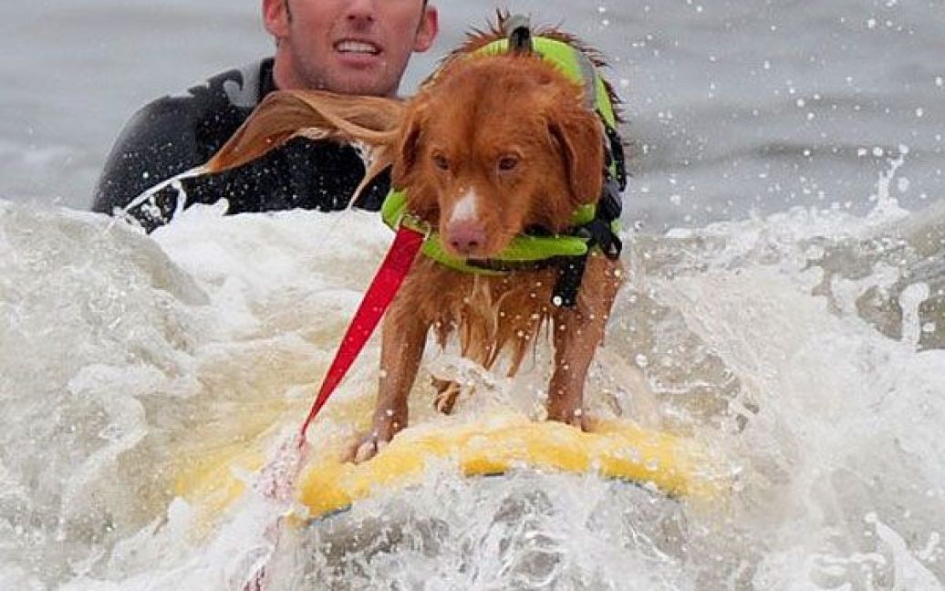 На каліфорнійському пляжі Хантінгтон пройшов 3-ій турнір з серфінгу серед собак / © AFP