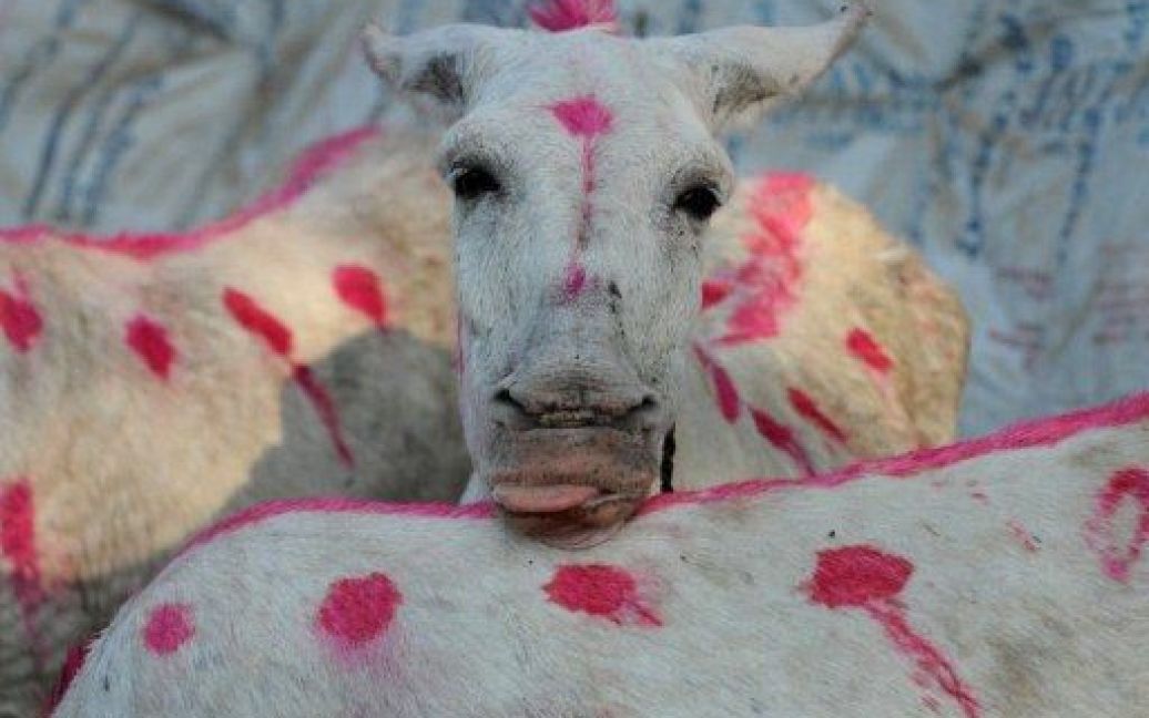 Індія, Ваута. Пофарбованого віслюка везуть на ярмарок тварин. Тисячі віслюків і верблюдів щороку продають на триденному ярмарку в містечку Ваута. / © AFP