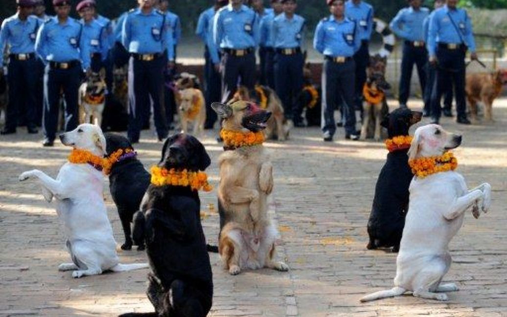 Непал, Катманду. Непальські поліцейські та їхні собаки беруть участь у фестивалі Тіхар в Катманду. На свято Тіхар в Непалі пропонують благословення для собак, які за індуїстською традицією є посланцями Ямараджі, бога смерті. / © AFP