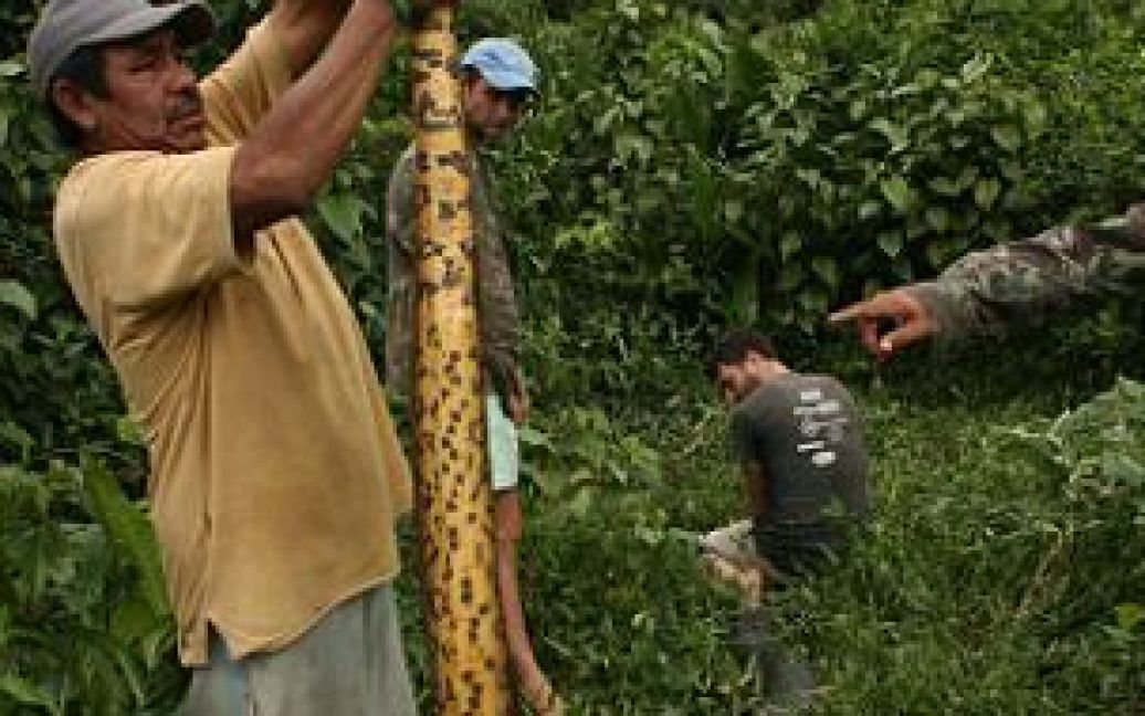 В Гайані біологи спіймали гігантську анаконду вагою у 100 кілограмів та довжиною 6,5 метра. / © The Daily Mail