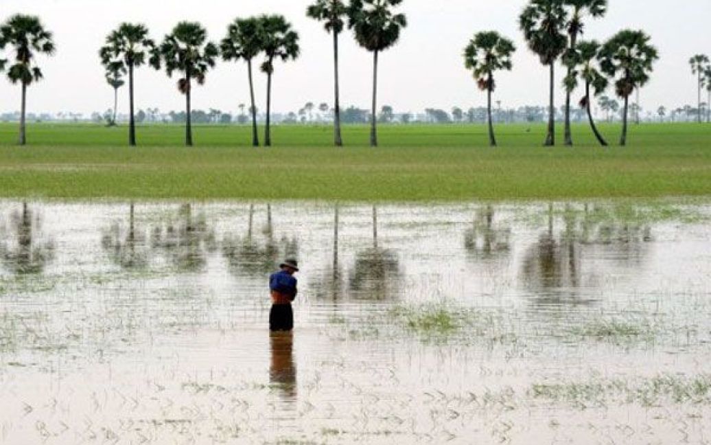 Камбоджа, Прейвенг. Людина пробирається крізь затоплене рисове поле поблизу Пномпеня. Потужні повені спустошили величезні території з рисовими полями, що загрожує країні зростанням цін на продовольство. / © AFP