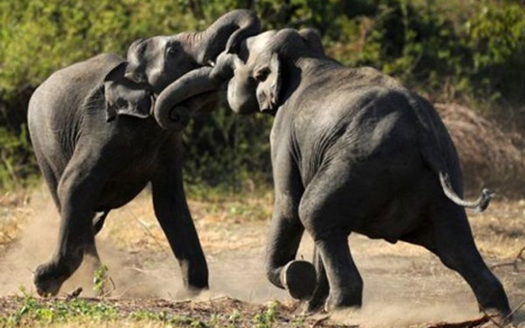 Шрі-Ланка, Мінерія. Слони борються у Національному парку дикої природи. Популяція слонів у Шрі-Ланці скоротилася втричі протягом останніх 20 років. / © AFP