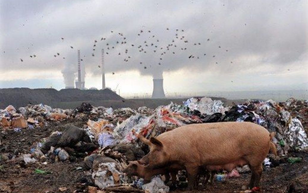 Забруднення навколишнього середовища є чи не найбільшою проблемою сучасного світу / © AFP