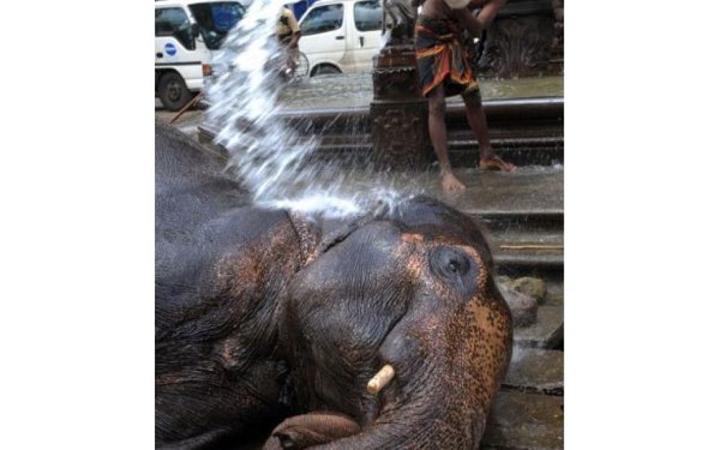 Шрі-Ланка, Канді. Чоловік миє слона на честь свята Есала, що вібдусвається у древній столиці Шрі-Ланки Канді. Вночі по вулицям міста пройдуть танцюристи, приборкувачі вогню, акробати та слони. / © AFP