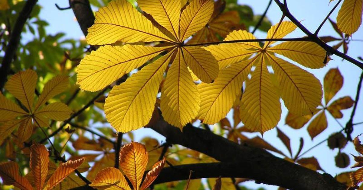 В Україні в середу до +26 градусів