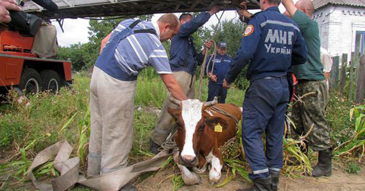 Співробітники МНС обв&#039;язали корову Рябушку пожежним рукавом, причепили до сходів і спробували підняти. / © УНІАН