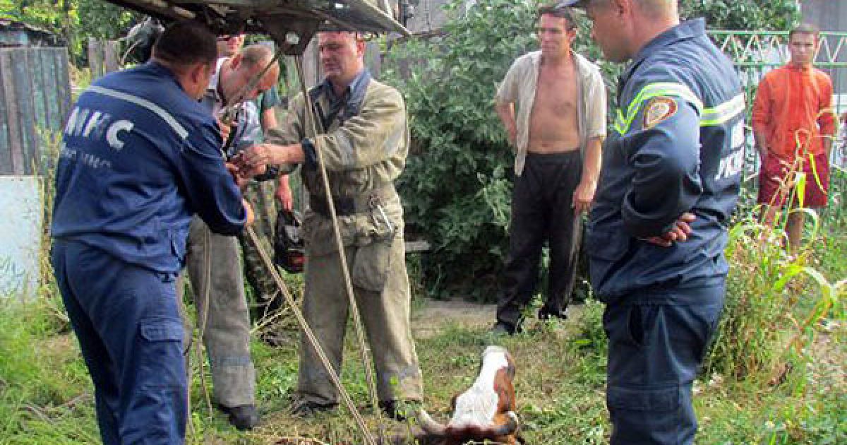 За словами очевидців, корова Рябушка, що належить мешканцю Маріуполя, сиділа мовчки, не мукала і не ворушилася. / © УНІАН