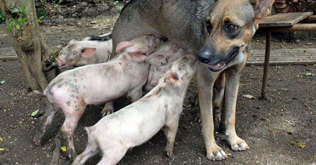 Куба, Камагуей. Собака на прізвисько Йеті годує чотирьох поросят, яких вона "всиновила". Фото AFP/AIN - Родольфо Бланко / © AFP