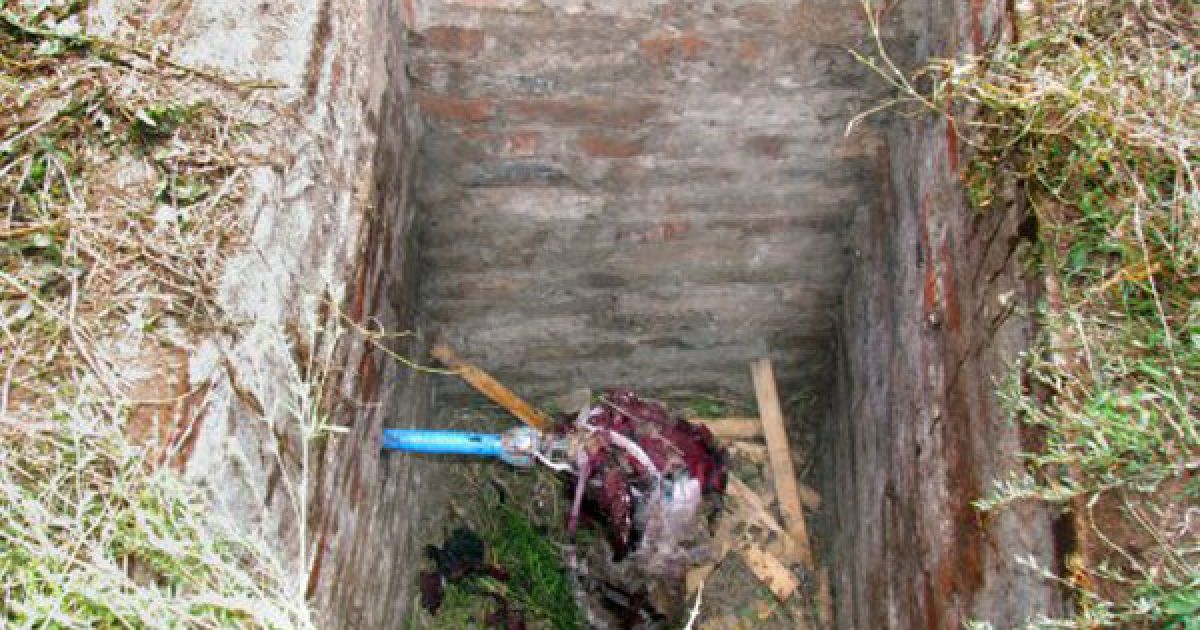 В Маріуполі рятувальники МНС витягнули корову Рябушку з технічного колодязя, в який вона провалилася. / © УНІАН