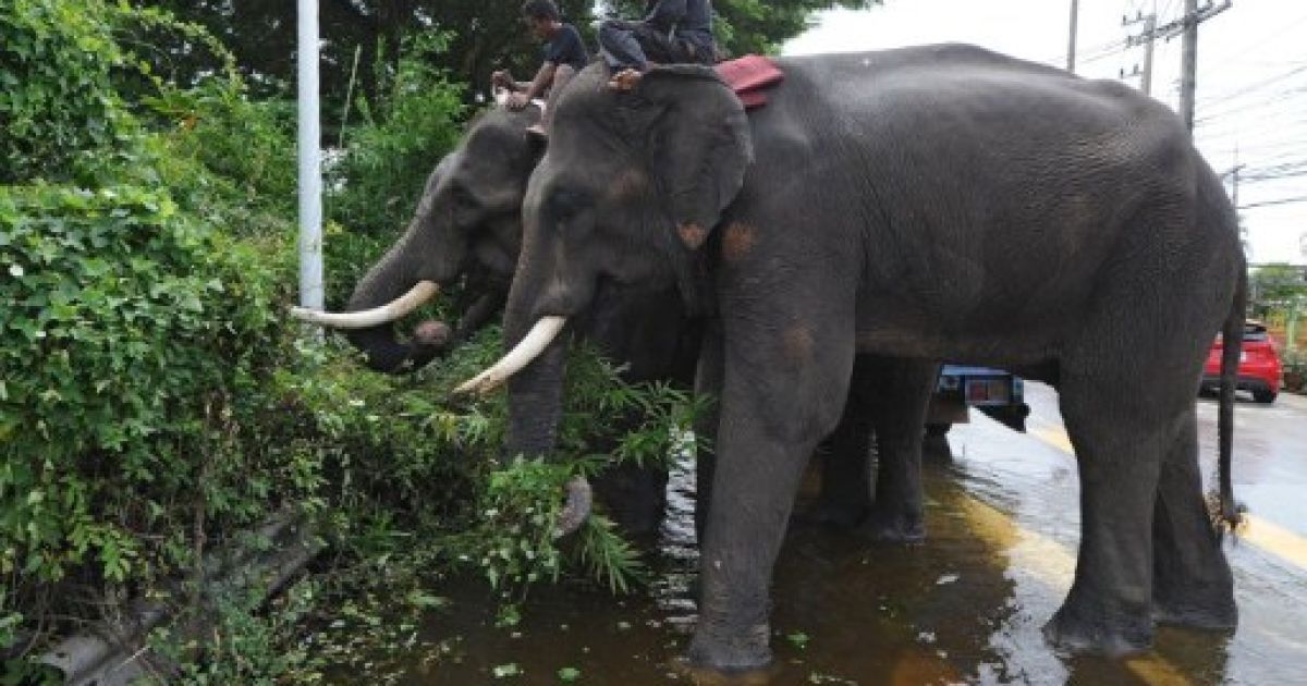 Від масштабної повені в Таїланді потерпають не тільки люди, а й слони