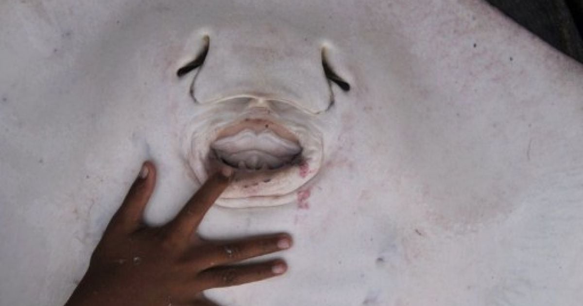 Індонезія, Соронг. Хлопчик торкається ската, якого рибалки спіймали та привезли до порту в Соронгу.