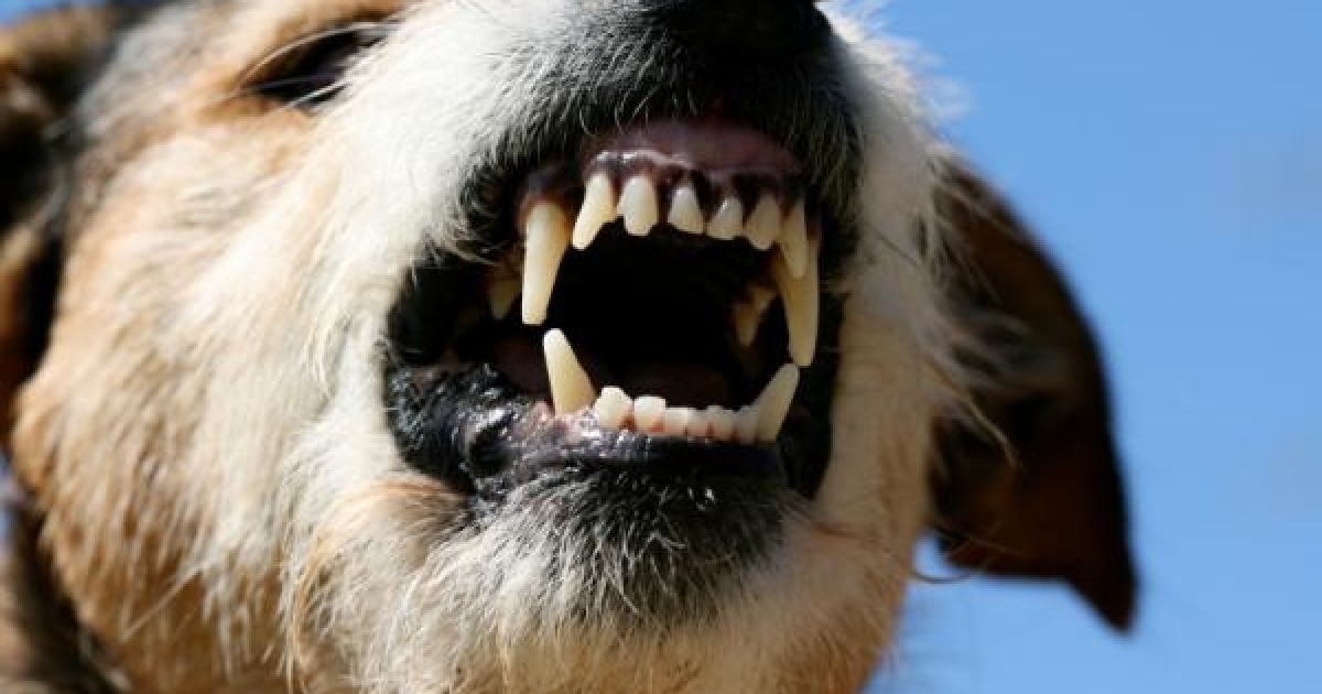 Собаки продовжують жити на подвір&rsquo;ях