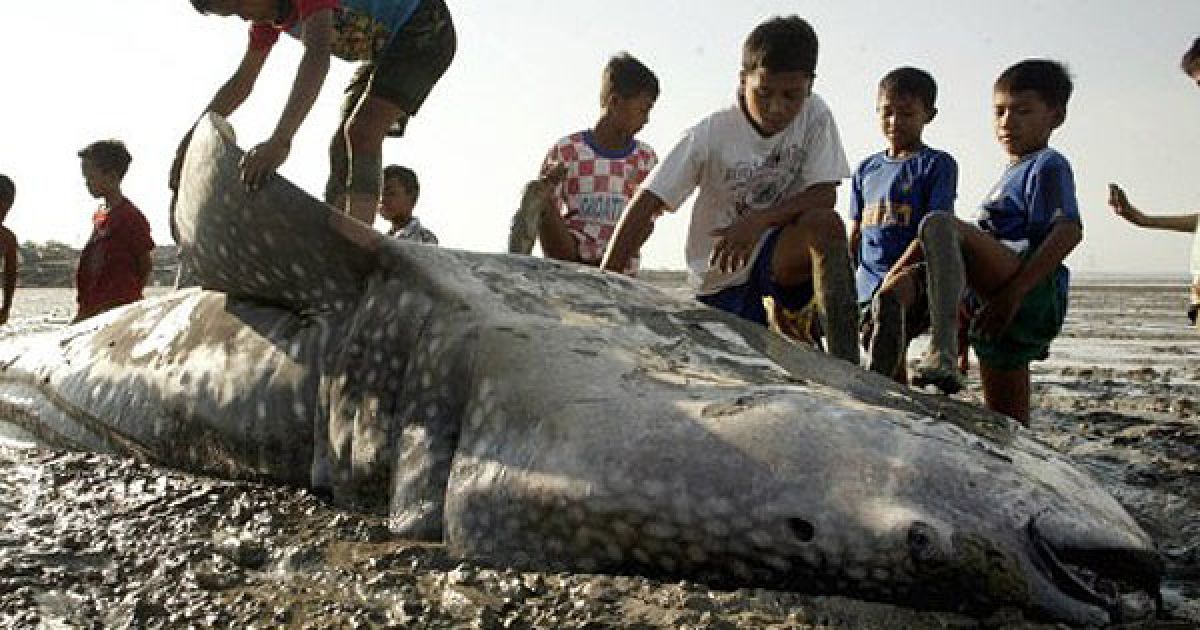 Індонезія, Сурабая. Індонезійські діти роздивляються мертву китову акулу, яку викинуло на узбережжя у місті Сурабая на острові Ява. / © AFP