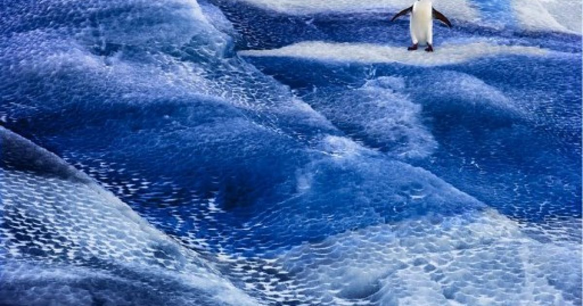 Антарктида, Море Росса. Пінгвін на морському льоду біля моря Росса в Антарктиді. Фото AFP/Antarctic Ocean Alliance/John WELLER / © AFP