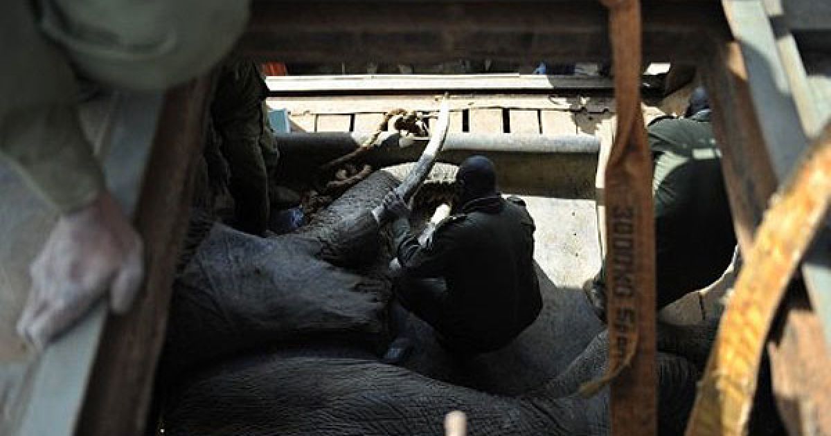 В кенійському місті Нарок проводять операцію з перевезення 50 диких слонів до заповідника Масаї Мара. / © AFP