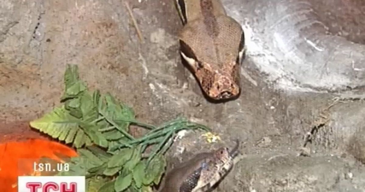 Удава купили вдвічі дешевше, ніж на ринку