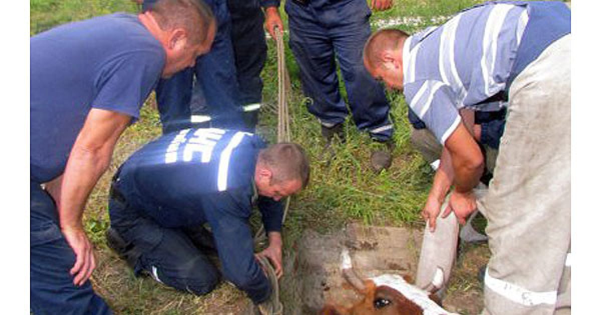Після невдалих спроб сусідів витягнути корову, на допомогу прийшли співробітники МНС. / © УНІАН