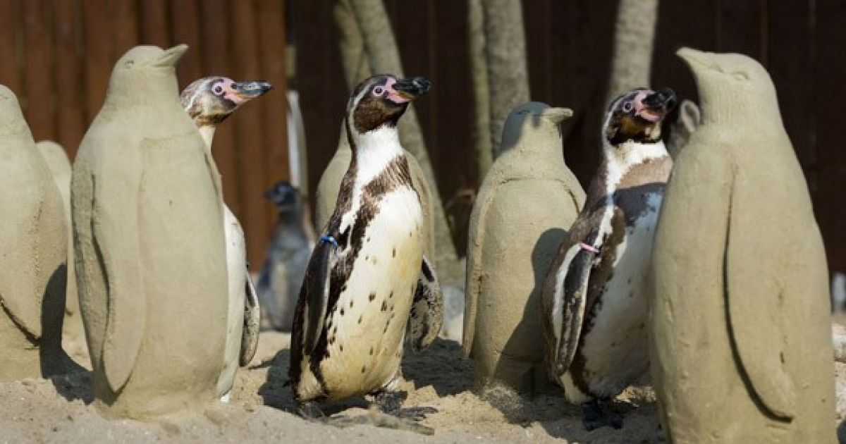 Пінгвіни Гумбольдта в зоопарку Sea Life