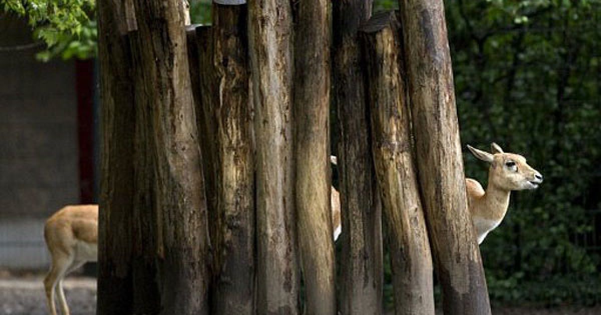 Німеччина, Берлін. Антилопи ховаються від дощу під деревом у зоопарку Берліна. / © AFP