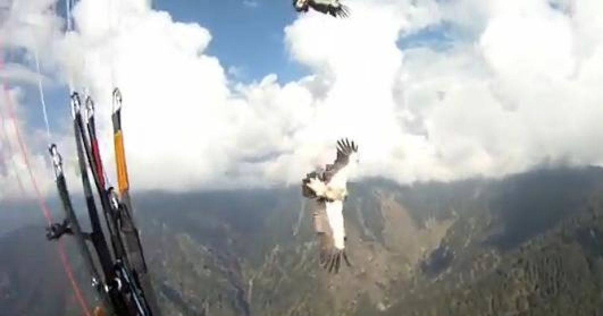 Парапланерист VS орел. За мить до зіткнення, кадр з відео