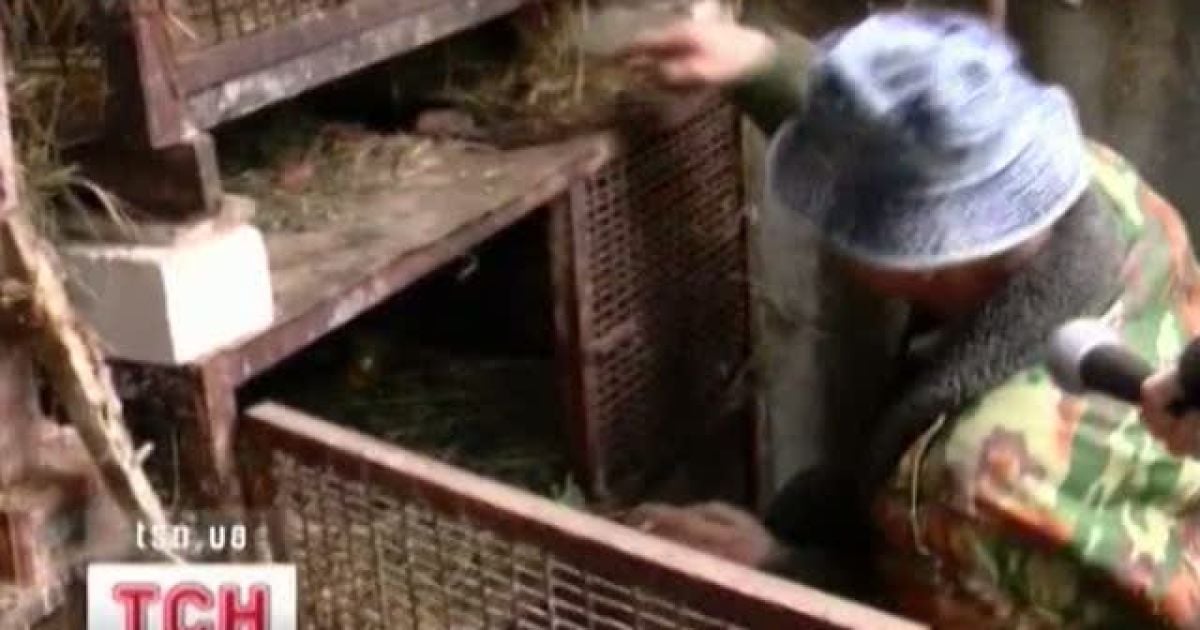 У центрі Чернігова звір перебив понад 50 тварин
