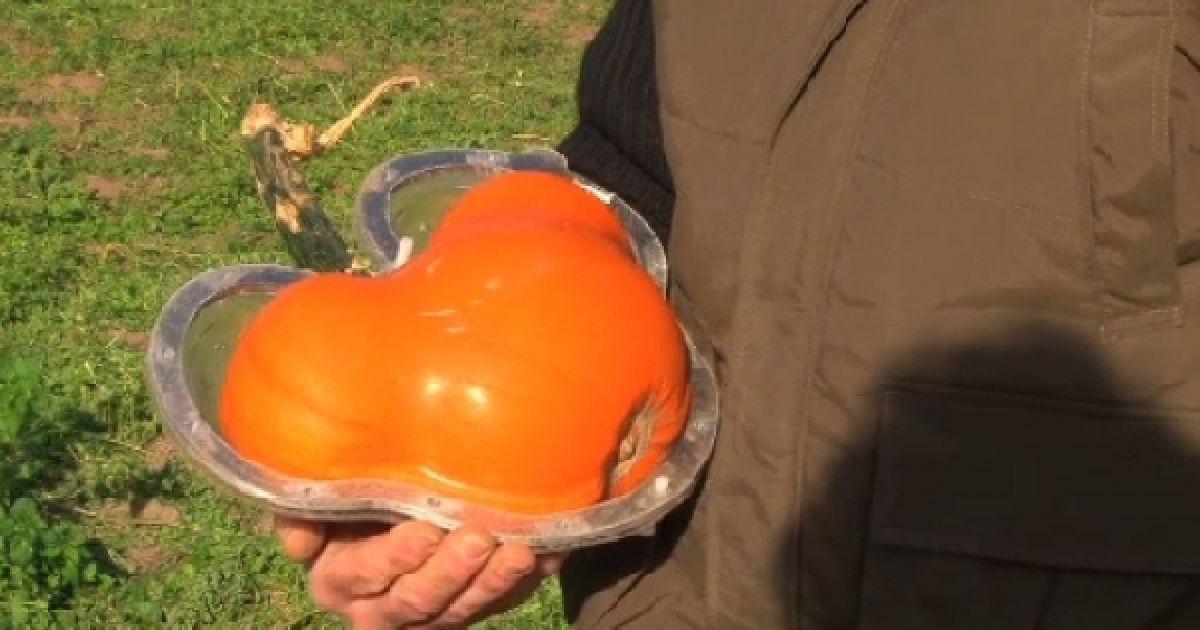 Гарбузи у формі Міккі Мауса