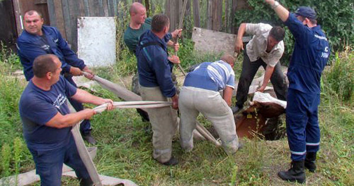 В технічний колодязь потрапила корова мешканця Маріуполя. / © УНІАН