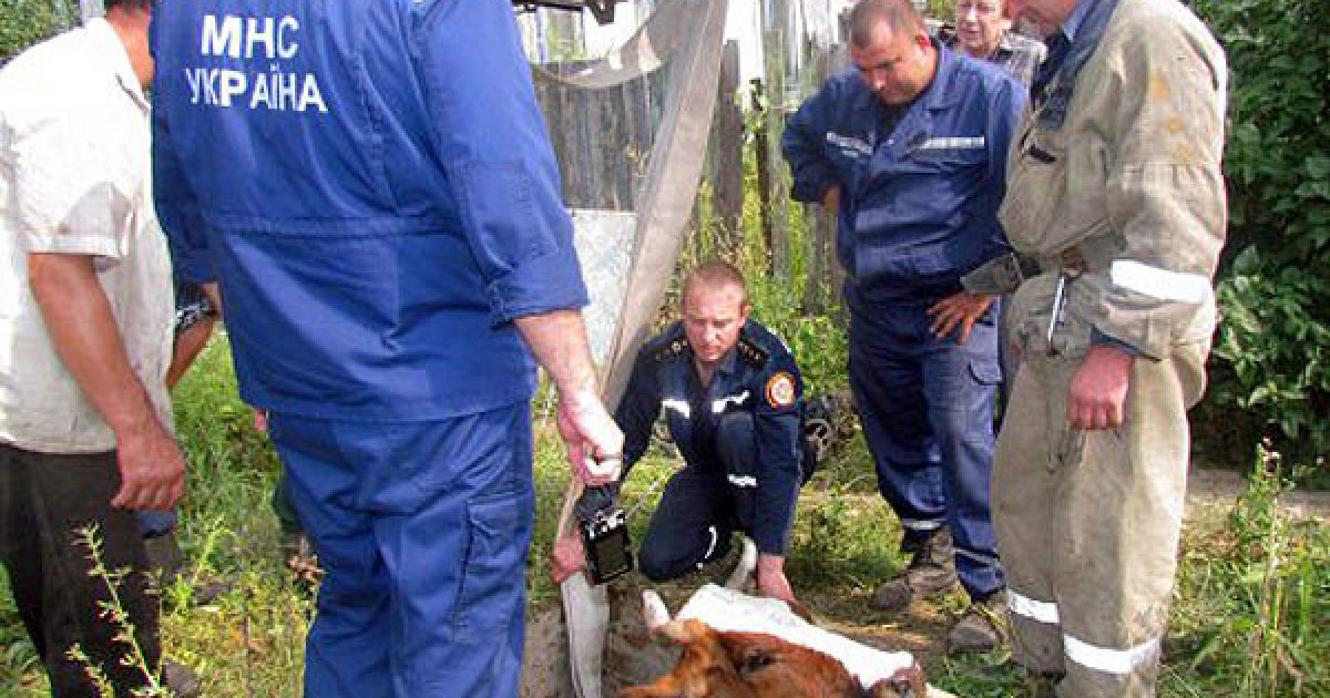 В Маріуполі рятувальники МНС витягнули корову Рябушку з технічного колодязя, в який вона провалилася. / © УНІАН