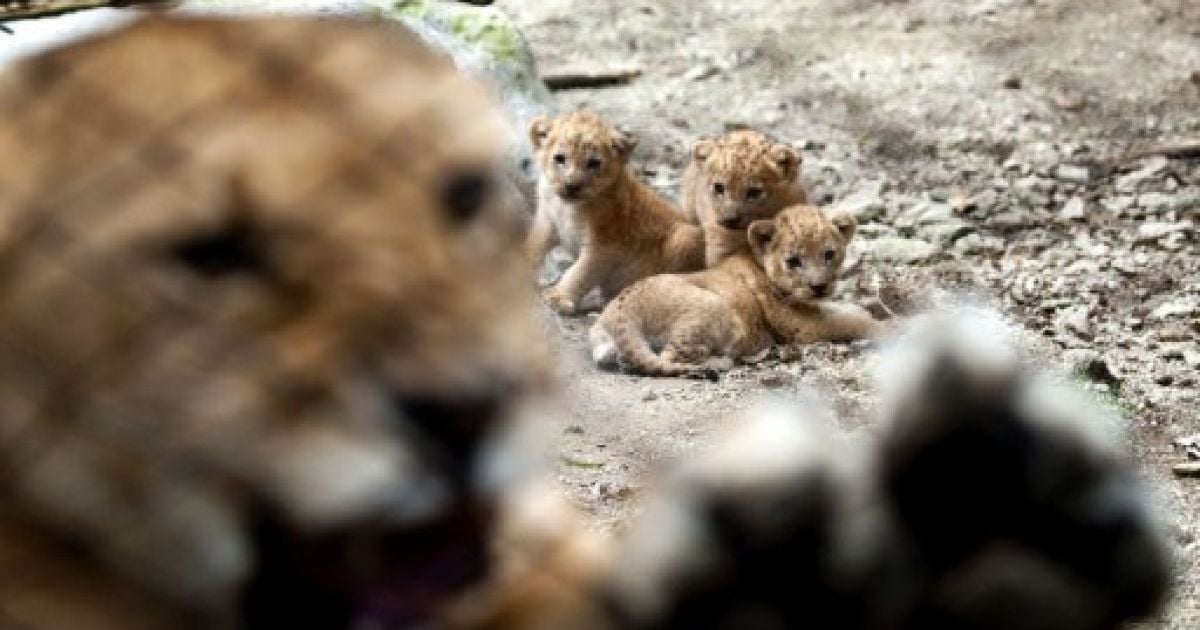 У колумбійському зоопарку народились троє левенят