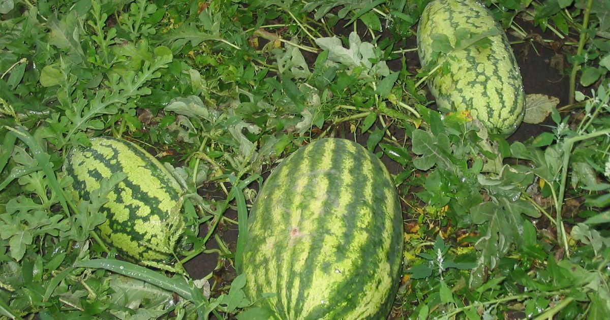 Ілюстрація