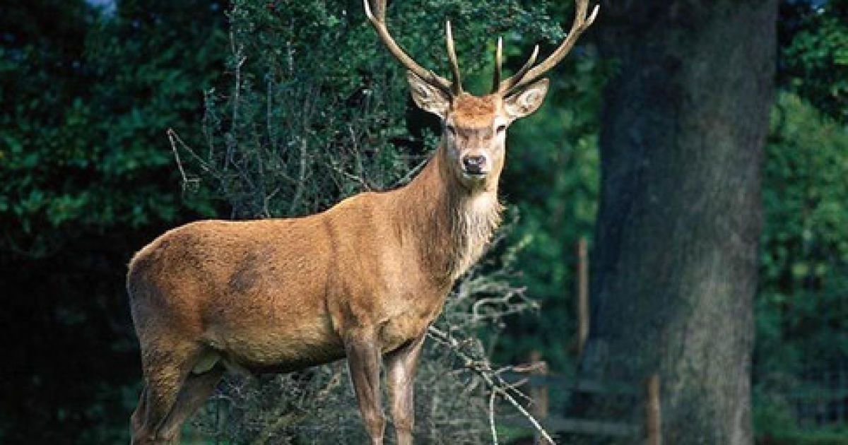 Олень врятував молоду жінку від смерті. Ілюстрація