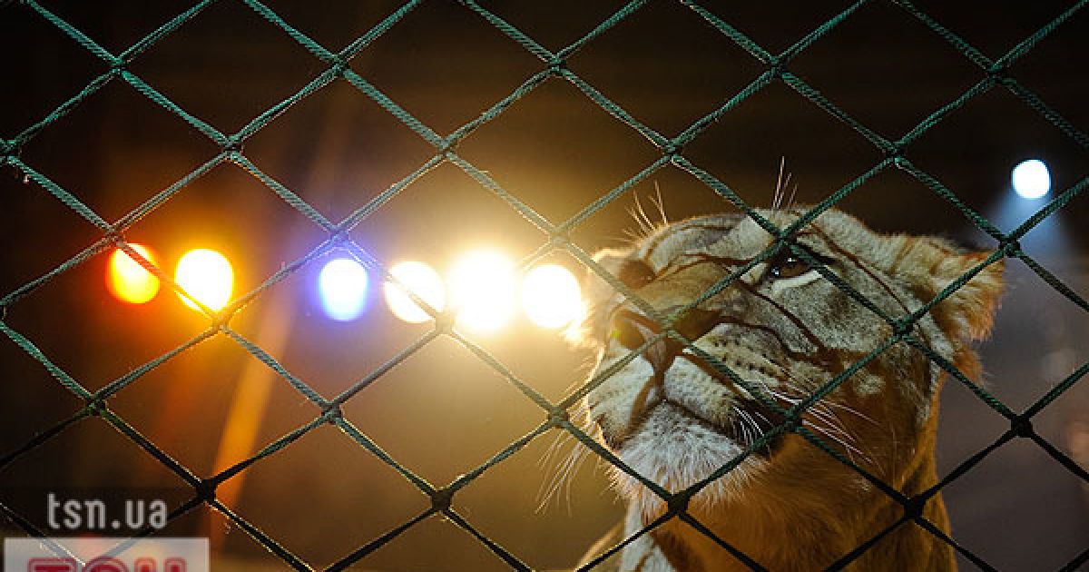Національний цирк України представив новий сезон з програмою "Просто супер!"