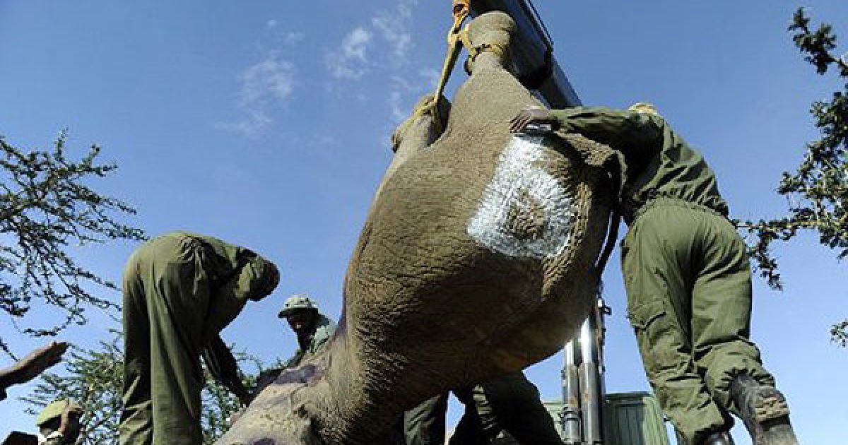 В кенійському місті Нарок проводять операцію з перевезення 50 диких слонів до заповідника Масаї Мара. / © AFP