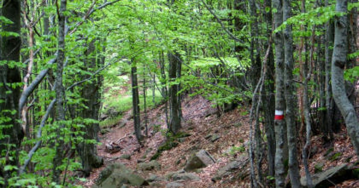 Ілюстрація