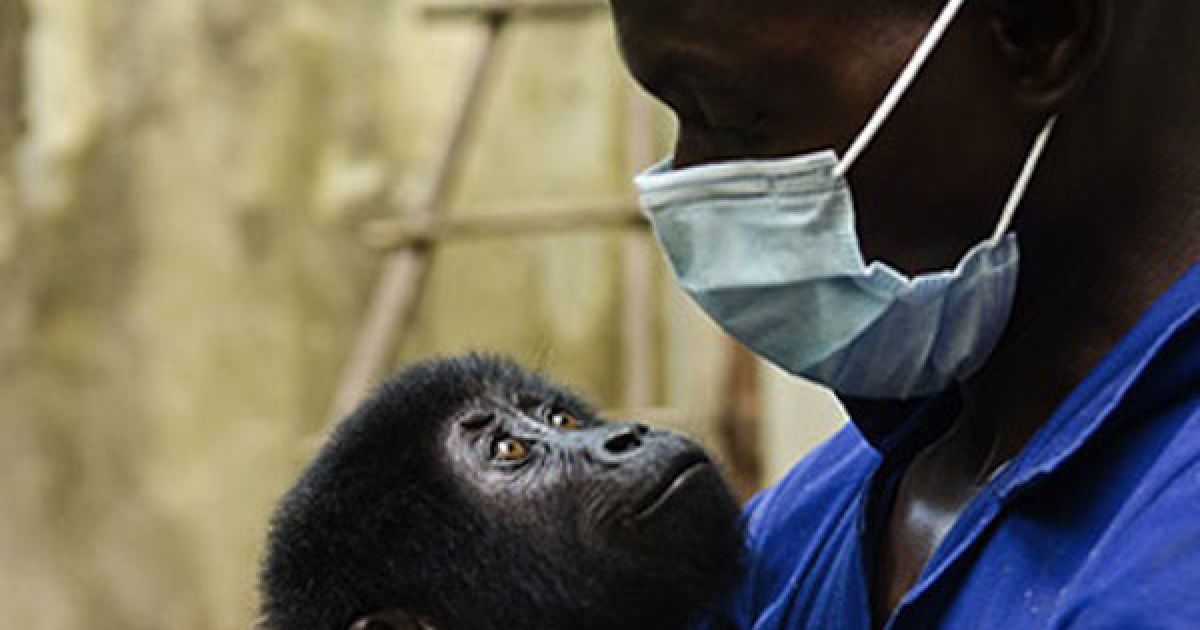 У Конго працівники заповіднику врятували дитинча горили від браконьєрів