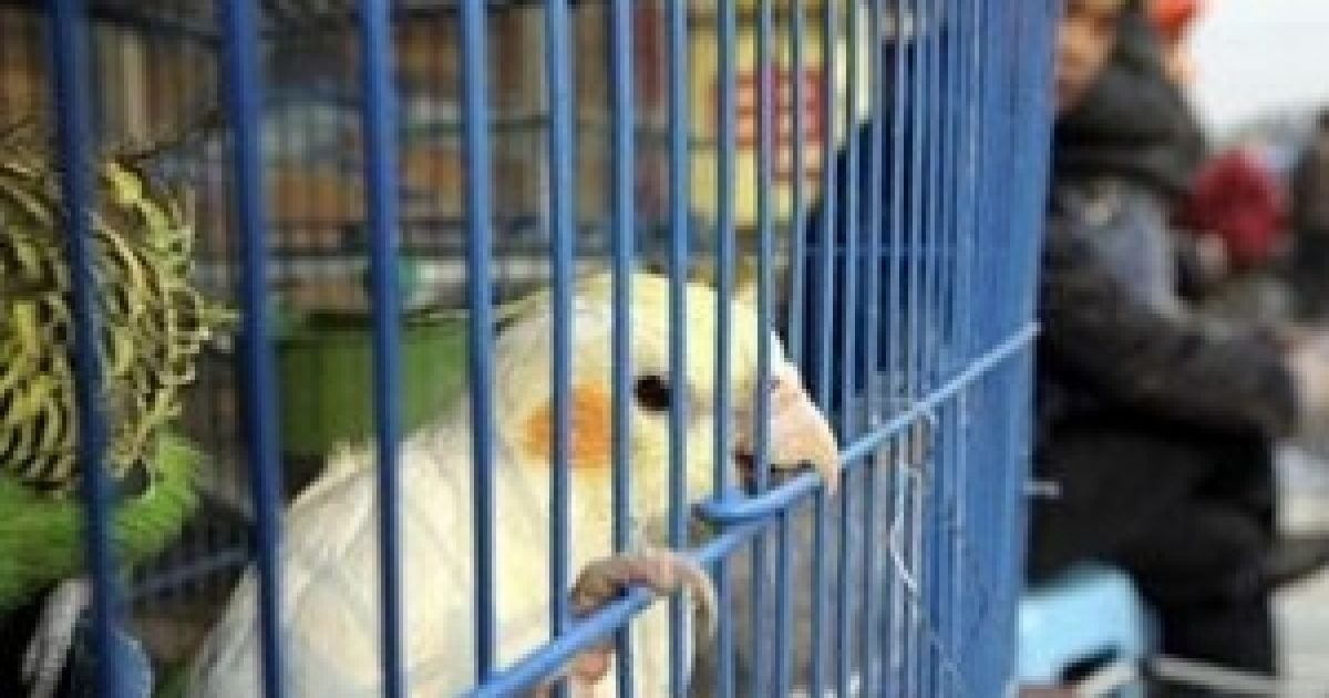 Папуга допоміг знайти грабіжника
