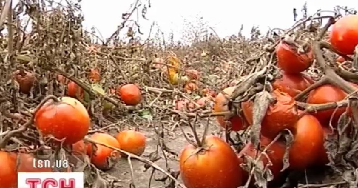 Українським фермерам вигідніше згноїти свій врожай