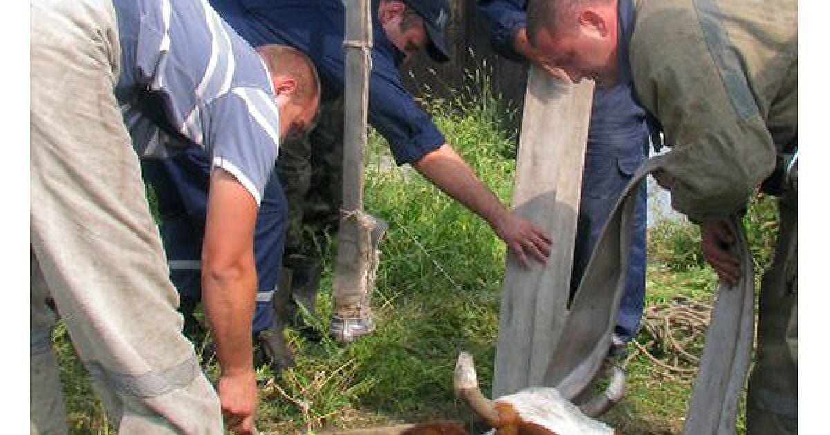 За словами очевидців, корова Рябушка, що належить мешканцю Маріуполя, сиділа мовчки, не мукала і не ворушилася. / © УНІАН