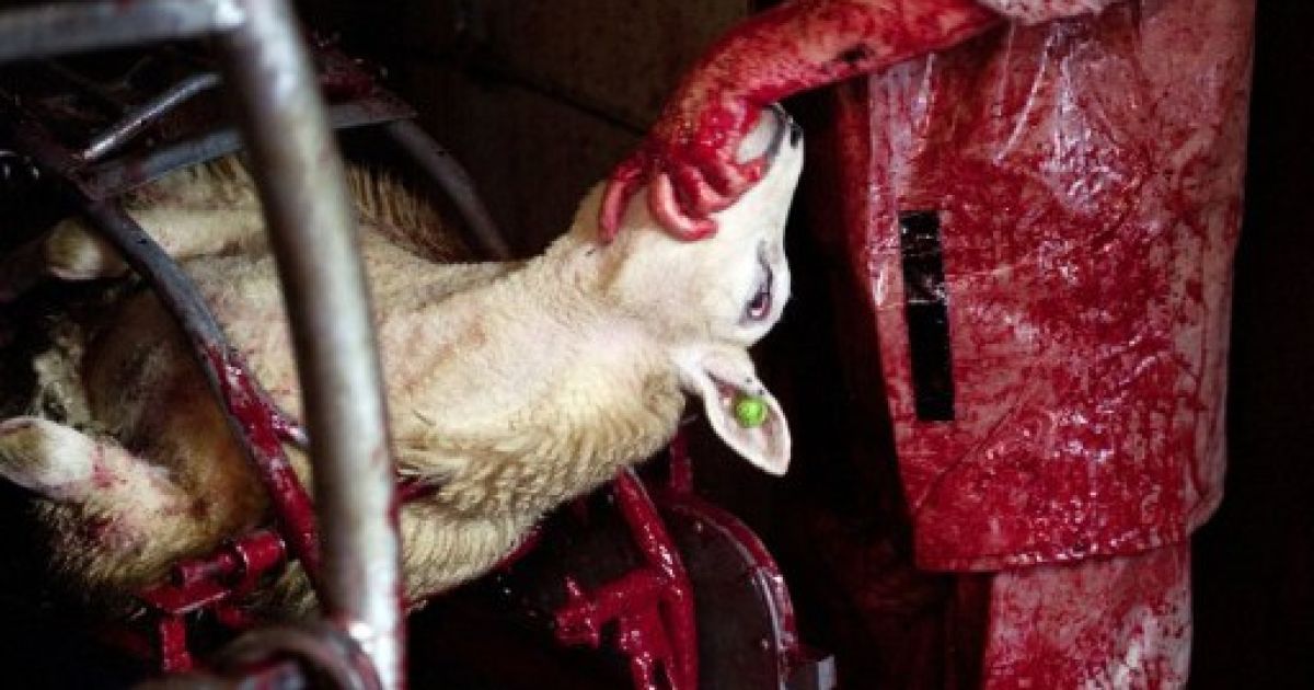 Хадж-2011 і криваве свято Курбан-Байрам