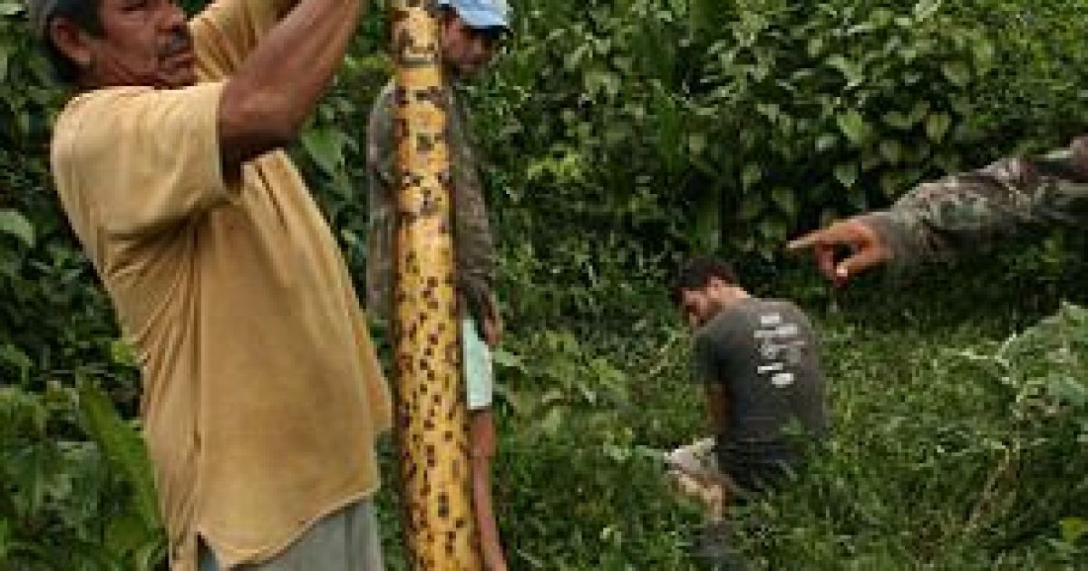 В Гайані біологи спіймали гігантську анаконду вагою у 100 кілограмів та довжиною 6,5 метра. / © The Daily Mail