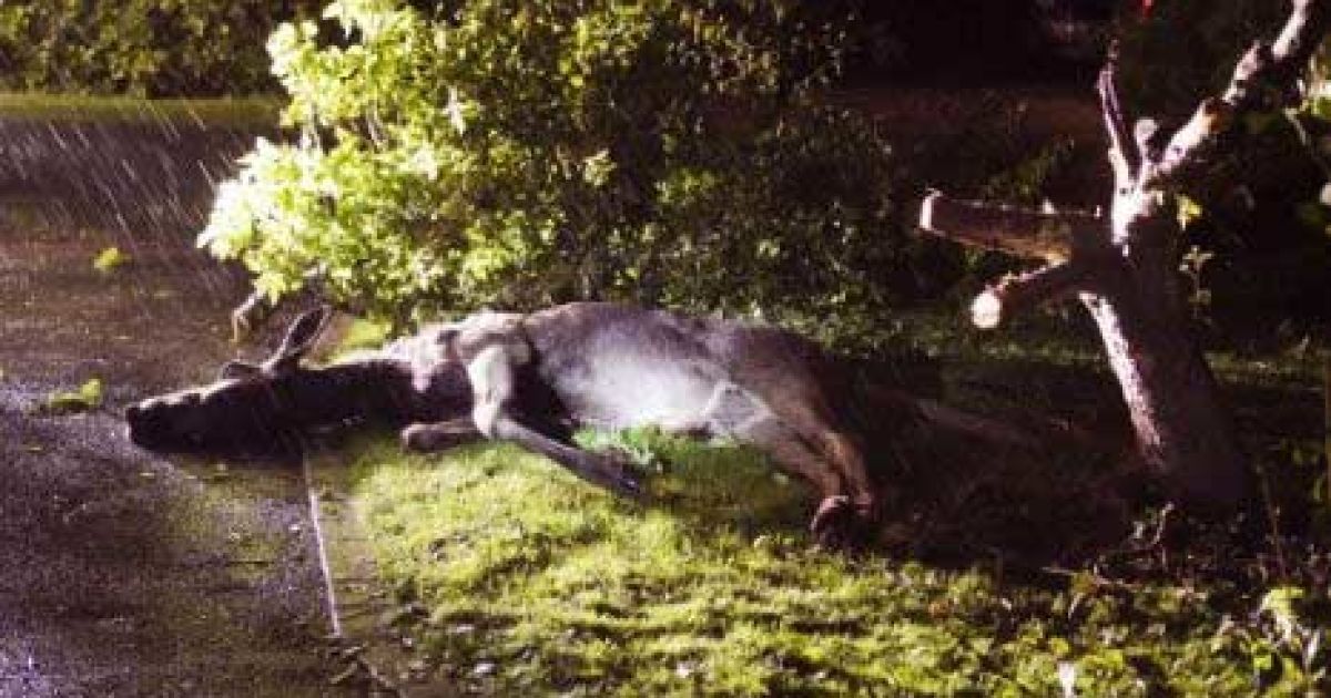 В Швеції п&#039;яний лось застряг між гілок дерева, на яке він видерся, а рятувати його довелося пожежним.