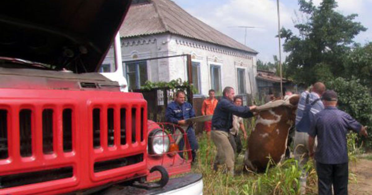 Рятувальникам МНС вдалося витягнути тварину з ями тільки після п&#039;ятої спроби / © УНІАН