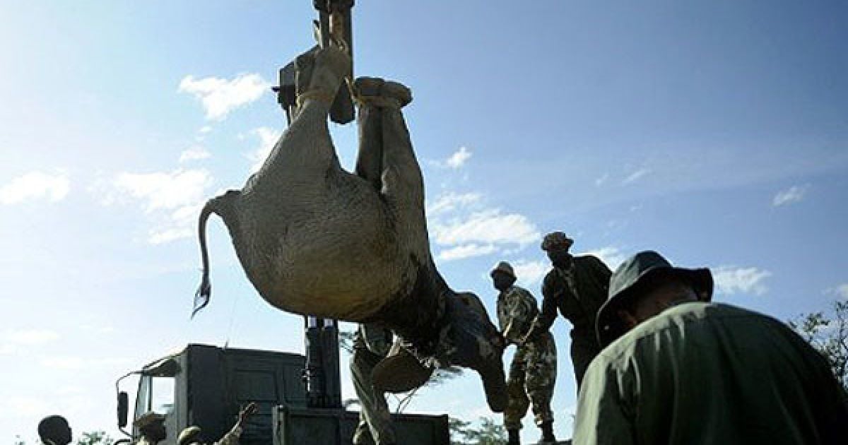 В кенійському місті Нарок проводять операцію з перевезення 50 диких слонів до заповідника Масаї Мара.