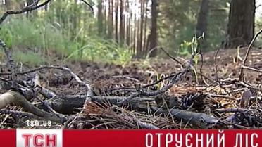 Киевские и черниговские леса - стали опасными для здоровья людей